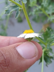 Perityle crassifolia