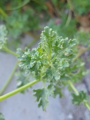 Perityle crassifolia
