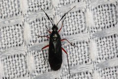 Teleorhinus cyaneus
