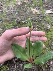 Primula fassettii