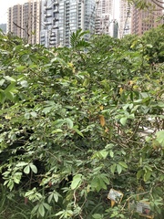 Calliandra tergemina emarginata