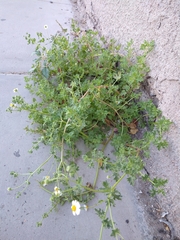 Perityle crassifolia