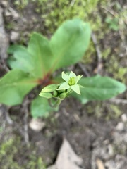 Primula fassettii