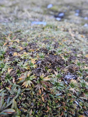 Azorella trifurcata