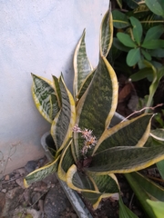 Sansevieria
