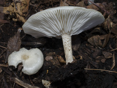 Melanoleuca verrucipes