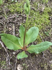 Primula fassettii