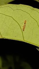 Pseudomyrmex simplex