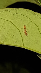 Pseudomyrmex simplex