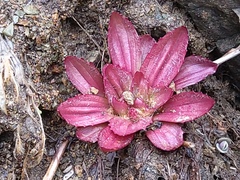 Plantago camtschatica