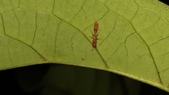 Pseudomyrmex simplex