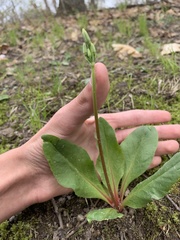 Primula fassettii