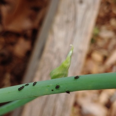Neotoxoptera formosana