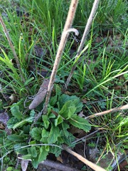 Verbena
