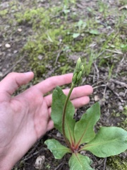 Primula fassettii