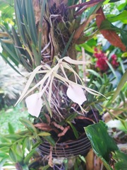 Brassavola