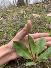 Primula fassettii