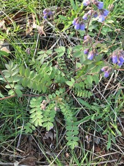 Polemonium reptans