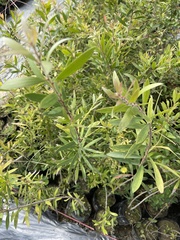 Melaleuca cajuputi cumingiana