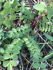 Polemonium reptans