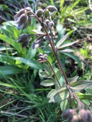 Polemonium reptans