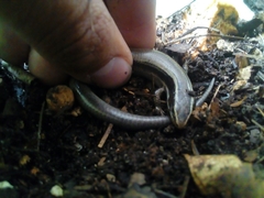 Plestiodon brevirostris