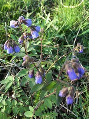 Polemonium reptans