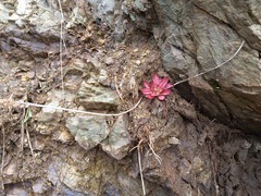 Plantago camtschatica