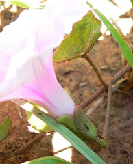 Ipomoea bathycolpos