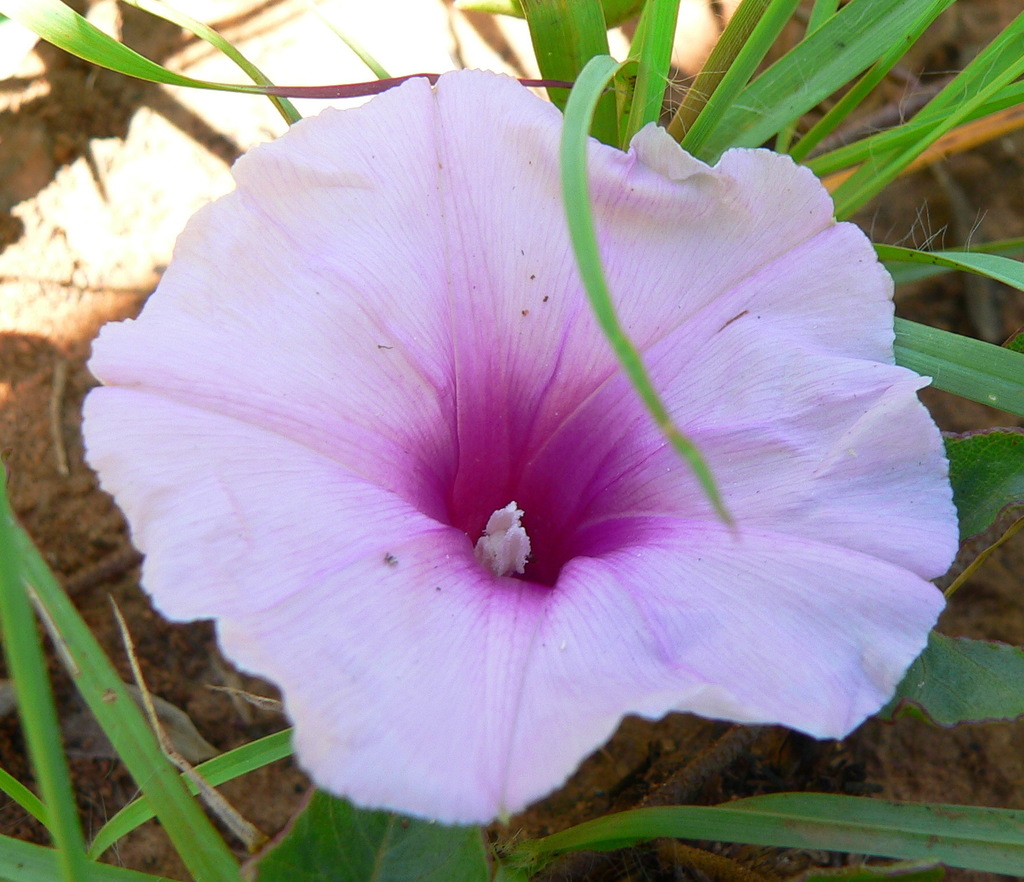 Deep Morning Glory