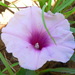 Deep Morning Glory - Photo (c) Chrissie Fourie, some rights reserved (CC BY-NC), uploaded by Chrissie Fourie