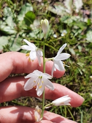 Anthericum baeticum image