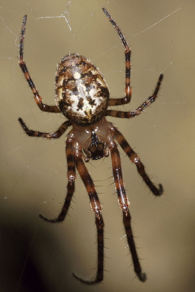 Tawhai arborea