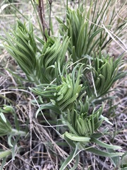 Lithospermum incisum