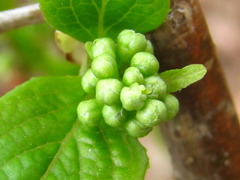 Symplocos sawafutagi