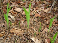 Convallaria keiskei