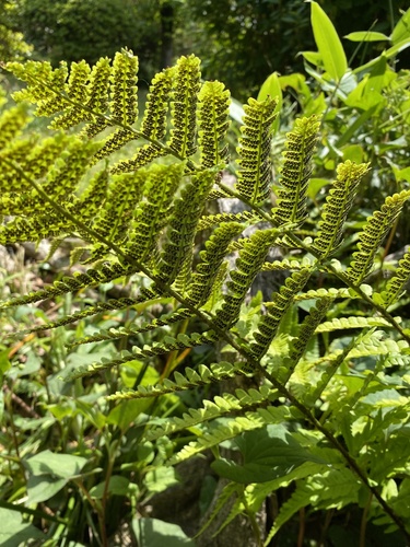 Dryopteris uniformis iNat (1)