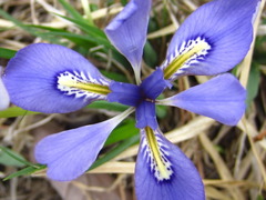 Iris rossii