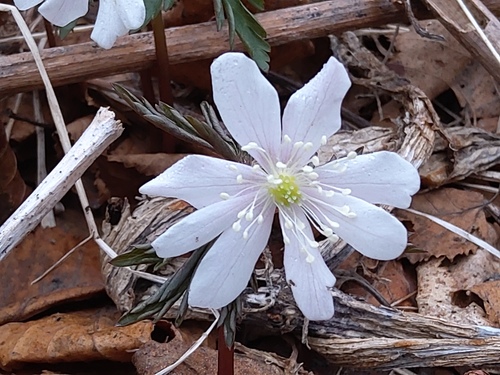 Anemone amurensis iNat (3)