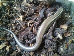 Plestiodon brevirostris
