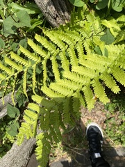 Dryopteris uniformis