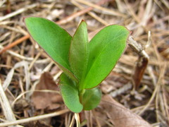 Lysimachia clethroides