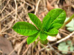 Dictamnus dasycarpus