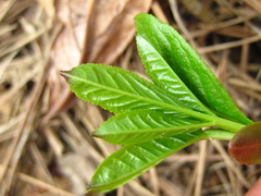 Dictamnus dasycarpus