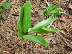 Polygonatum odoratum pluriflorum