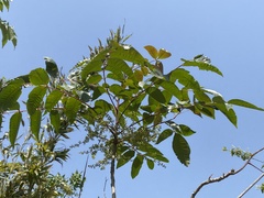 Rhus javanica