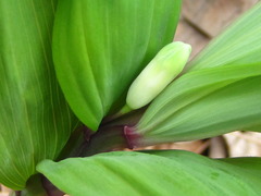 Polygonatum odoratum pluriflorum