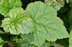 Tolmiea diplomenziesii