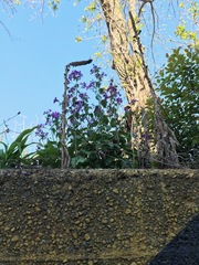 Lunaria annua