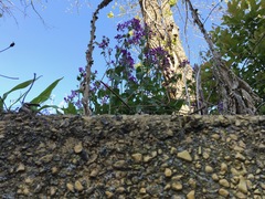 Lunaria annua